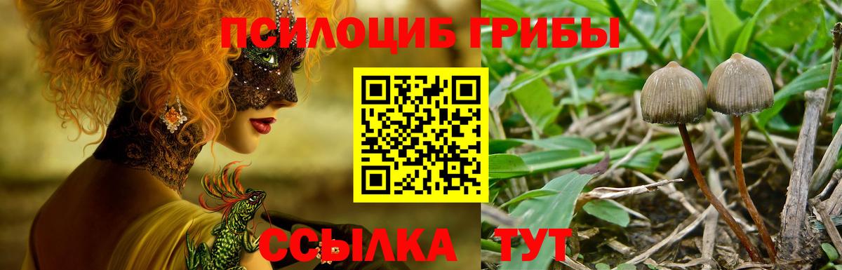 Псилоцибиновые грибы Psilocybe Егорьевск